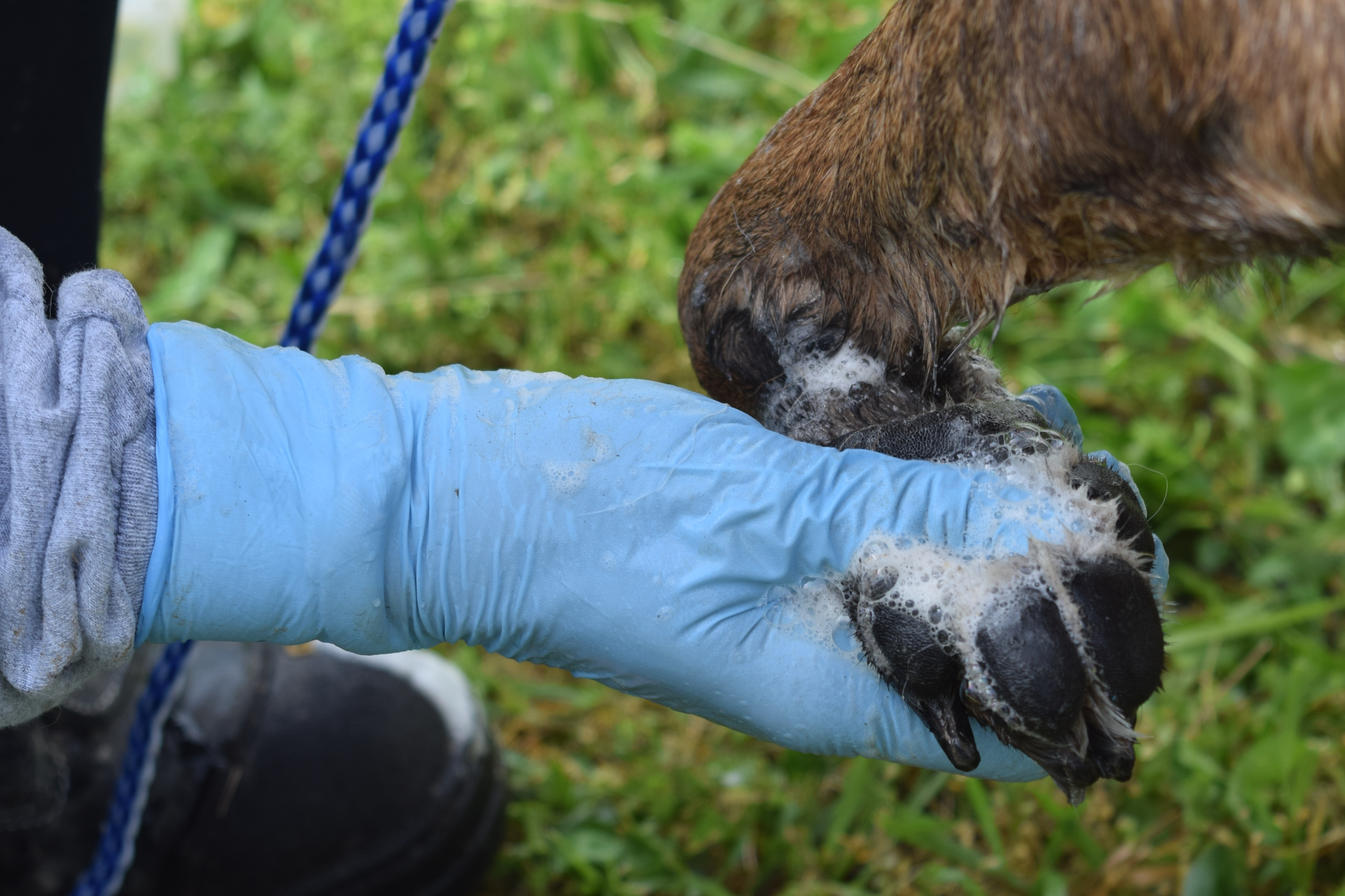 Washing dog paw with gloves on
