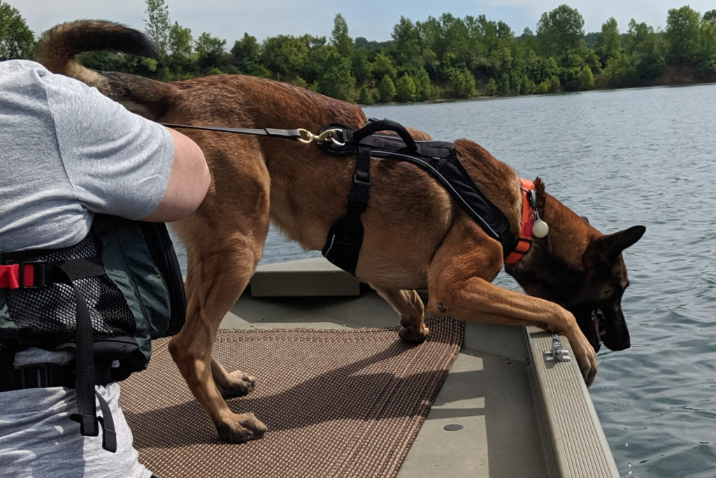 Malinois working on boat in harness